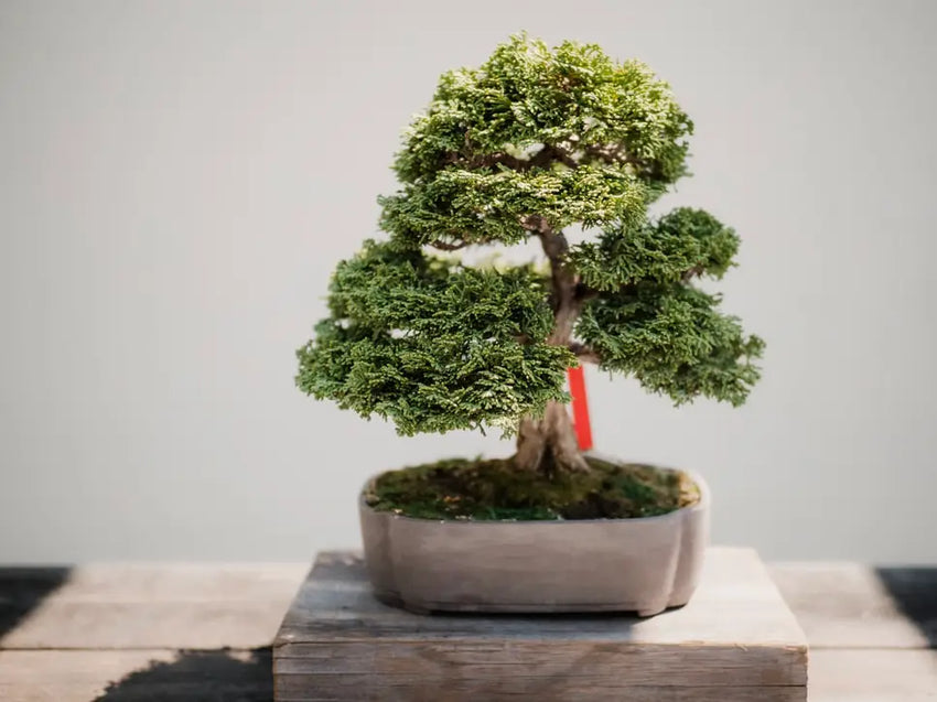 boisai cadeau écologique