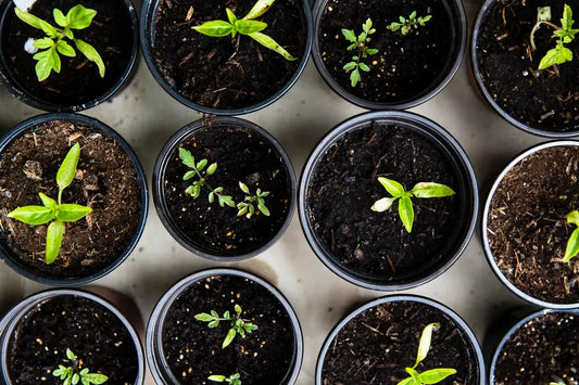 bee wrap biodégradable plante pot