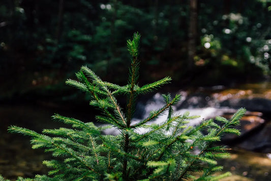 sapin recycler noël noel