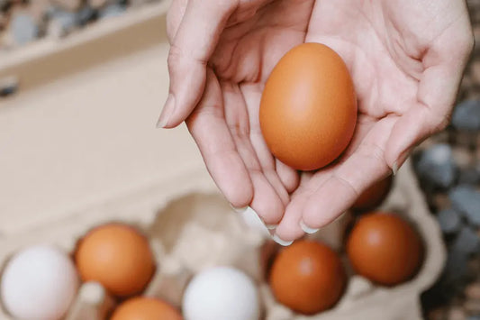 savoir oeuf frais astuce technique